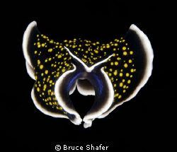 Swimming flatworm. by Bruce Shafer 